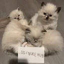 .gg/nukehub