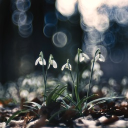 Hózhó Discord server icon