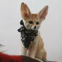 F For Fennec