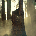 Conifer SMP Discord server icon