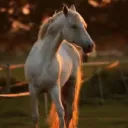 𝘈𝘥𝘶𝘭𝘵𝘴 𝘰𝘧 𝘚𝘚𝘖