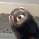 shananigines :3 testing