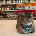 Taagupothu whiskers Discord server icon