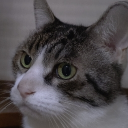 みんなでセリフ・声劇をしよ〜 Discord server icon