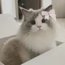 🌸𓂃 mofu land ♡ artㆍ commsㆍdecorㆍresources