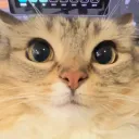 ScriptedNil