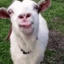 Goat Rewards [🎁]