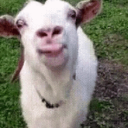 Goat Rewards [🎁] Server Icon