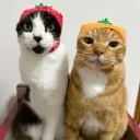 kitty 's server
