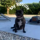 My RoVille
