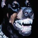 xwr. private Discord server icon