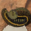 Worm World
