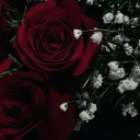⋆˚࿔  𝜗↷🌹Rose Cove🌹𝜚˚⋆