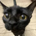kikoo