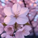 花の下の会