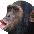 [BVB] · MonkeyBet 111