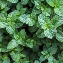 MINT Server