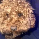 Kuma