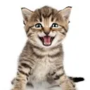 Meow