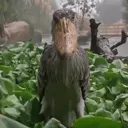 Shoebill's Sanctuary