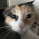 Sappho Nights │𝟣𝟪+ Discord server icon