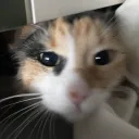 Sappho Nights │𝟣𝟪+ Discord Server Icon