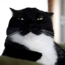 Джентельмени 🌲