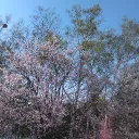 桜の樹の下