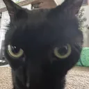 9Lives Colony