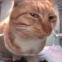 Snurp Discord server icon