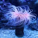 Supersonic Chronic Discord server icon