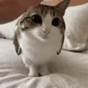 MeowlDex OFFICIAL