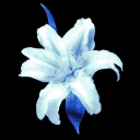 (˶ᵔ ᵕ ᵔ˶) ‹𝟹 Yume hotstop Discord server icon