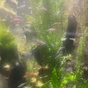 Fish aquarium