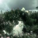 ✦•┈⋅ ʚ the quiet corner ɞ ⋅...