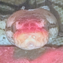 LISRO.HELP Discord server icon