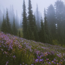 Sonder Discord server icon