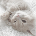 /kitty Discord server icon