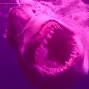 Sharko's Vibe Zone