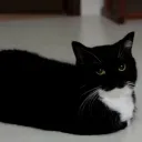 Casually Discord Server Icon