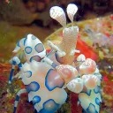 Oceanic Marines discord icon