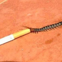 sneaky snipers Discord server icon