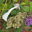 Tahoma Entheogenics discord icon