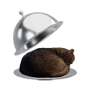 𝖼𝗁𝖾𝗌𝗁𝗂𝗋𝖾'𝗌 𝖼𝖺𝖿𝖾́