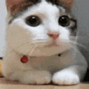 Enlightment Discord server icon