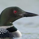Minnesota Birding