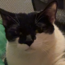 Noobies Discord server icon