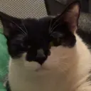 Noobies