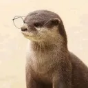 Động rái cá