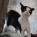 존도네